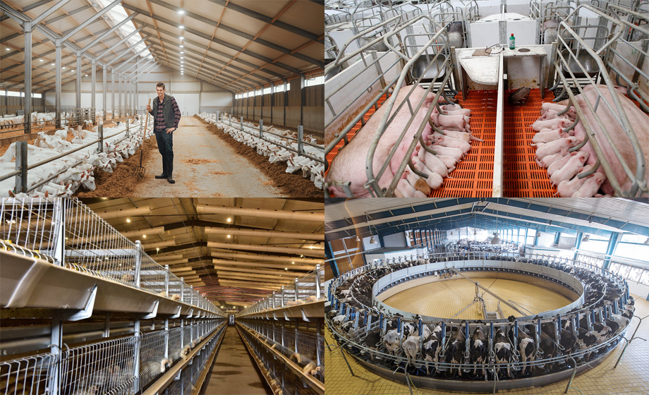 養(yǎng)豬場設(shè)備UWB模組高精度定位相關(guān)知識介紹 養(yǎng)豬場設(shè)備UWB模組高精度定位相關(guān)知識介紹